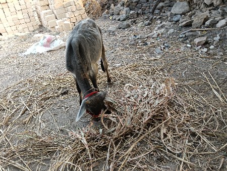 थंबनेल 3