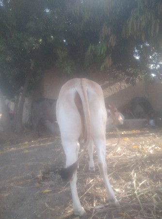 ગાય વેચવાની