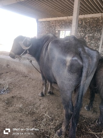 થંબનેલ 2