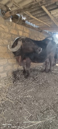 થંબનેલ 3