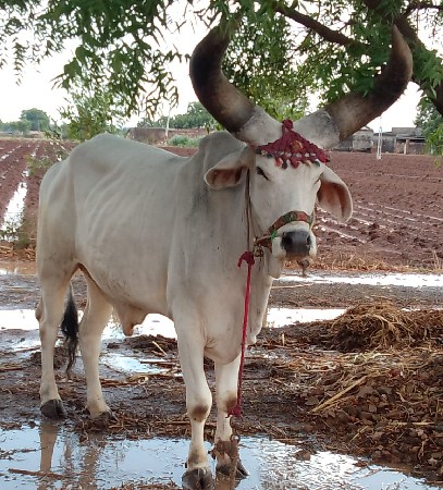 બે ધર