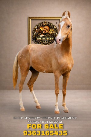 ઘોડી વેચવાની છે