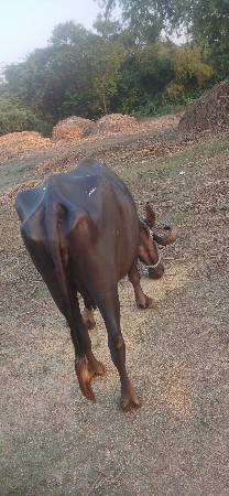 થંબનેલ 2