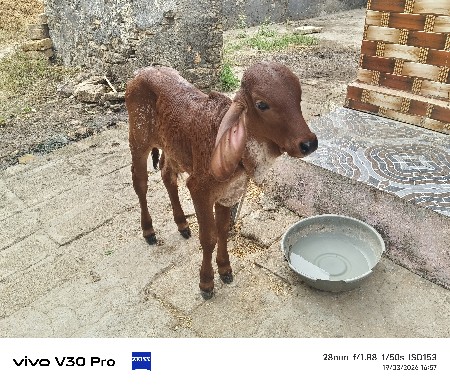 थंबनेल 3