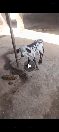 થંબનેલ 2