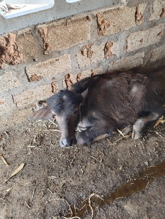 थंबनेल 3