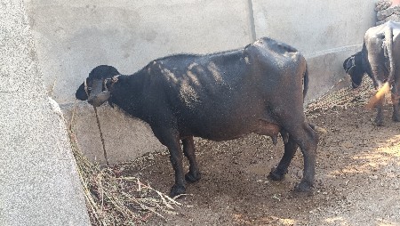 थंबनेल 3