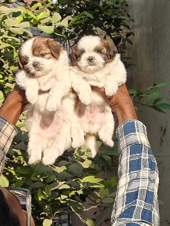 थंबनेल 3