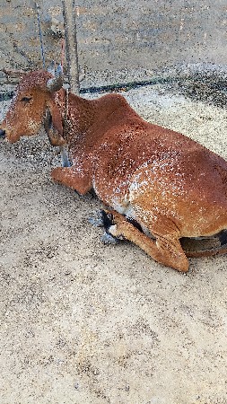 थंबनेल 2