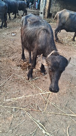 પાડી ના સાટા કરવાના છેં