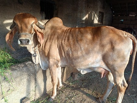 थंबनेल 3