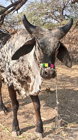 ગોઢલો વેચવા નો છે