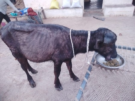 જાફરાબાદી ખળેલી એક વર્ષ