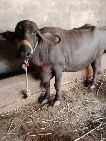 थंबनेल 2