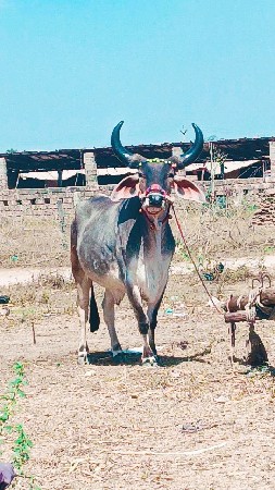 થંબનેલ 3