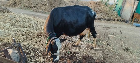 3જી વેતર છે 8દિવસ નિ કાસિ