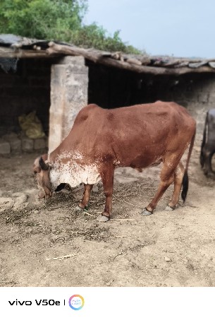 ગાય વેચવા ની છે