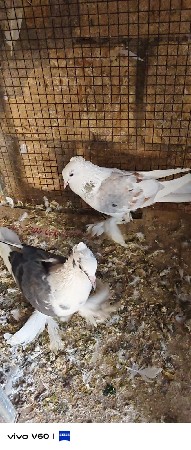 ચોટી મોજા વાળા વેચવાના છે