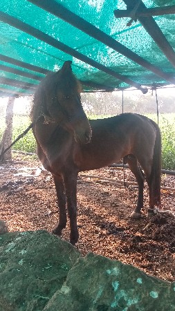 ઘોડો વેચવાનો સે