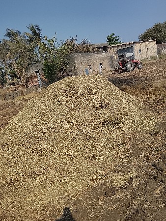 સાત વીણાનો તૂવેરનો ભૂકો