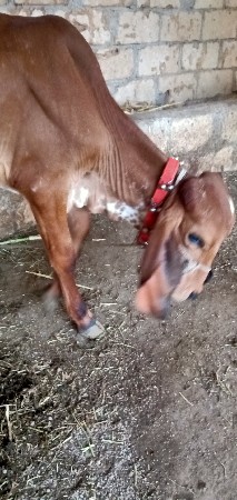 थंबनेल 3