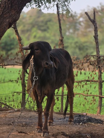 વાછડિ છે