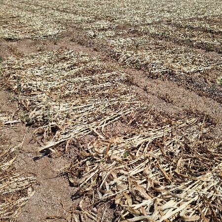 બાજરીની