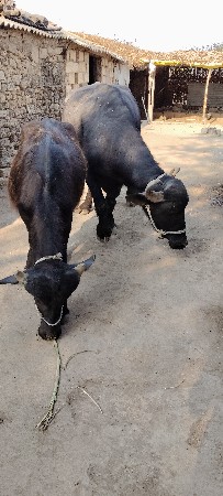 ભેંસ અને પાડી બને