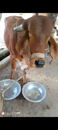 ગાય વૅચવાની