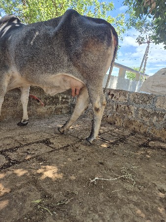 થંબનેલ 3