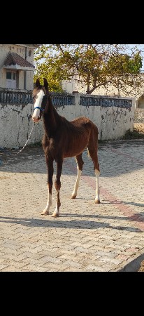 વછેરી છે