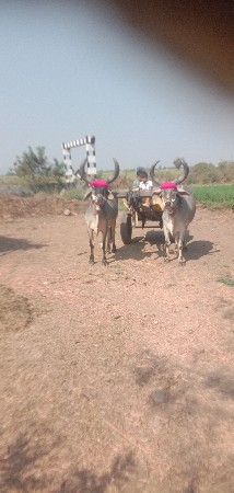 બડદ વેચવા ના છે