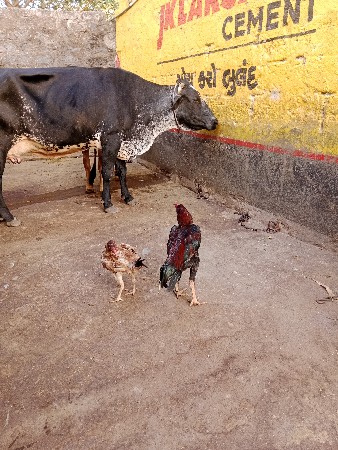 અસીલ મુરઘા ની જોડી વેચવાની છે