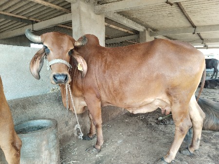 थंबनेल 2