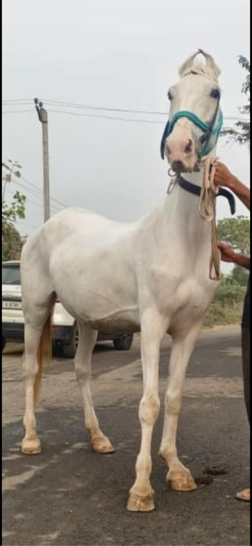 ધોડી વેસવાની છે ગજું 59/60 બધી રમત છે 8 જાતની