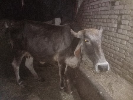 વેચવાની se