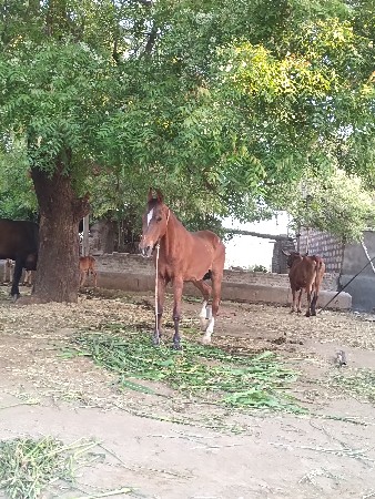 ઘોડી વેચવાની છે