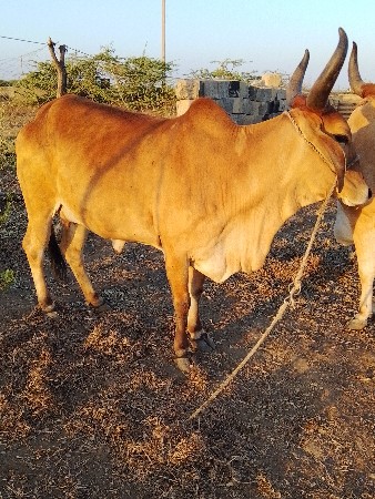 थंबनेल 2