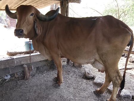 થંબનેલ 4