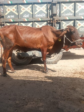 ગીર ક્રોસ વેચવાની સે