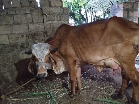 ગાય વેચવા ની છે