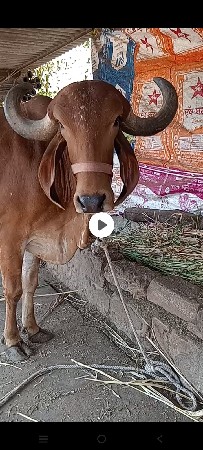 ગાય વેચવાની છે