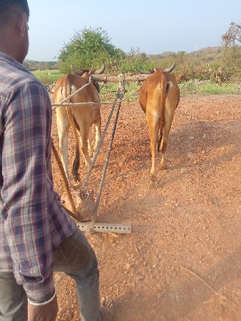 પેલીધરનાછે