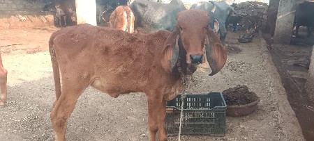 થંબનેલ 2