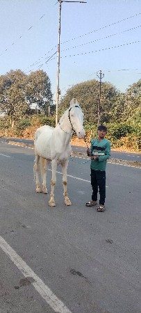 નુંકરો ઘોડો