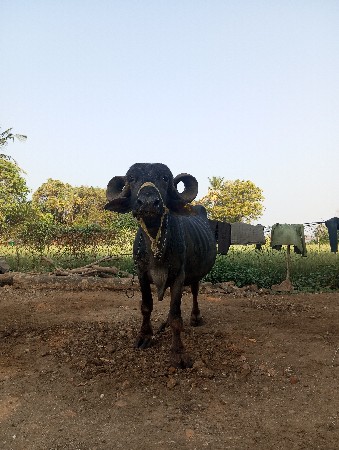 ભેંસ તાત્કાલિક વેચવા ની છે