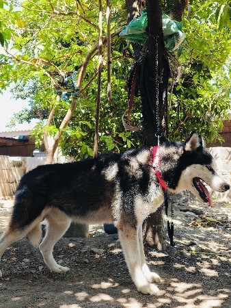 હસ્કી કુતરો બેસવા નો હે🐶