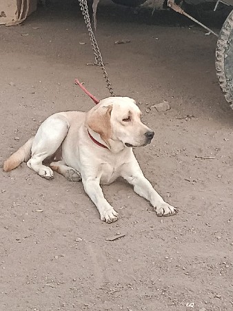 લેબરા ફિમેલ સે સાટા માં