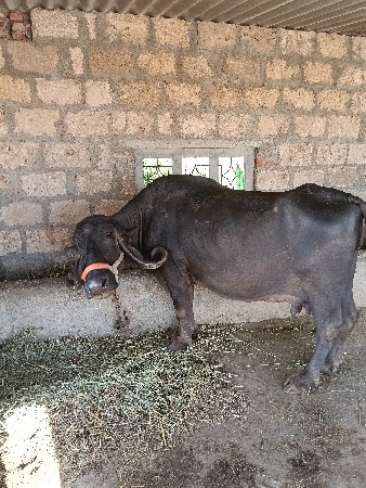 થંબનેલ 2