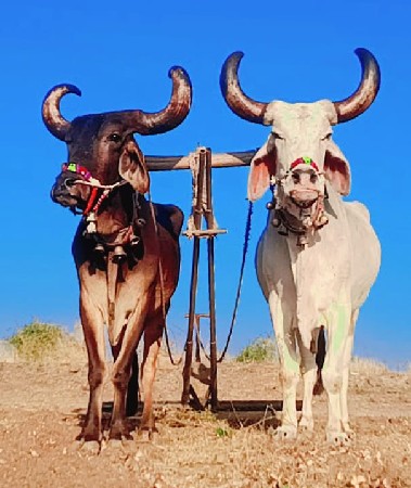 બળદ વેચવાના છે